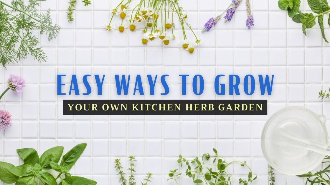 How To Grow A Kitchen Herb Garden